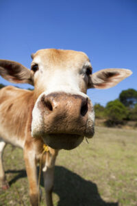 Homesteading Q&A: Cow Pinkeye, Livestock Lice, Horse Mineral Deficiency and More Image